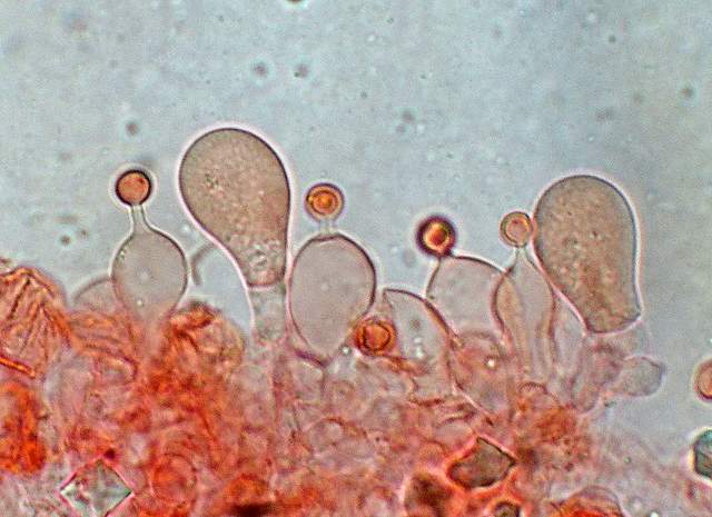 Conocybe hornana     Singer & Hausknecht